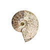 Ammonite Opalized Fossil