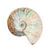 Ammonite Opalized Fossil