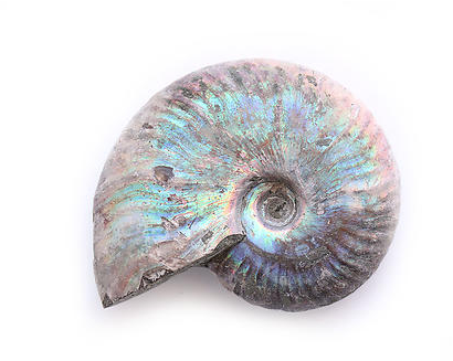 Rainbow Ammonite 3" 2592