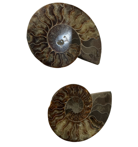 Ammonite Pair  2585