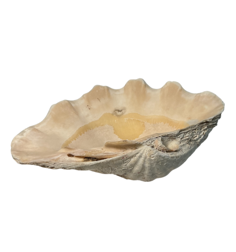 XL Shell 7.3lbs 13.5"x8"x5"  2623