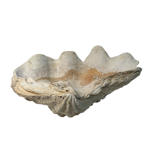 XL Shell 14.9lbs 15"x9"x6" 2625