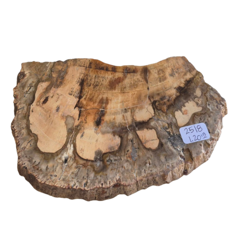 Petrified Wood Slab   2518