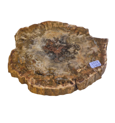 Petrified Wood Slab   2517