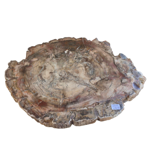 Petrified  Wood Slab   2514