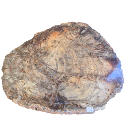 Petrified Wood Slab   2513