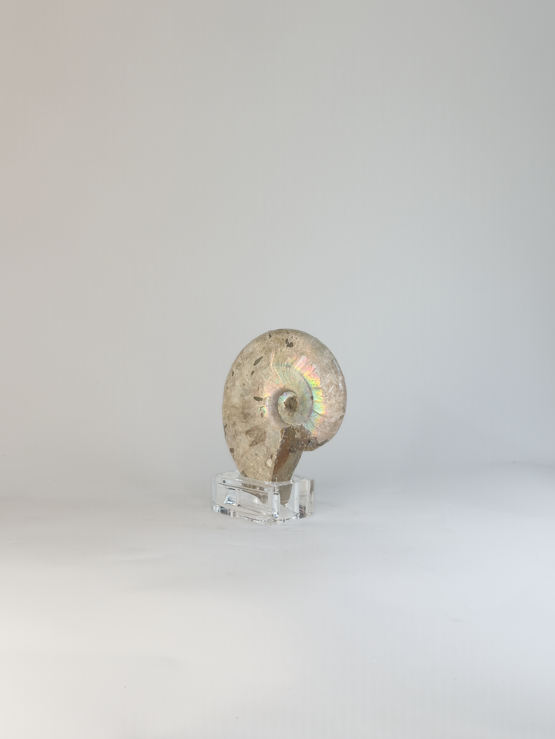 Rainbow Ammonites