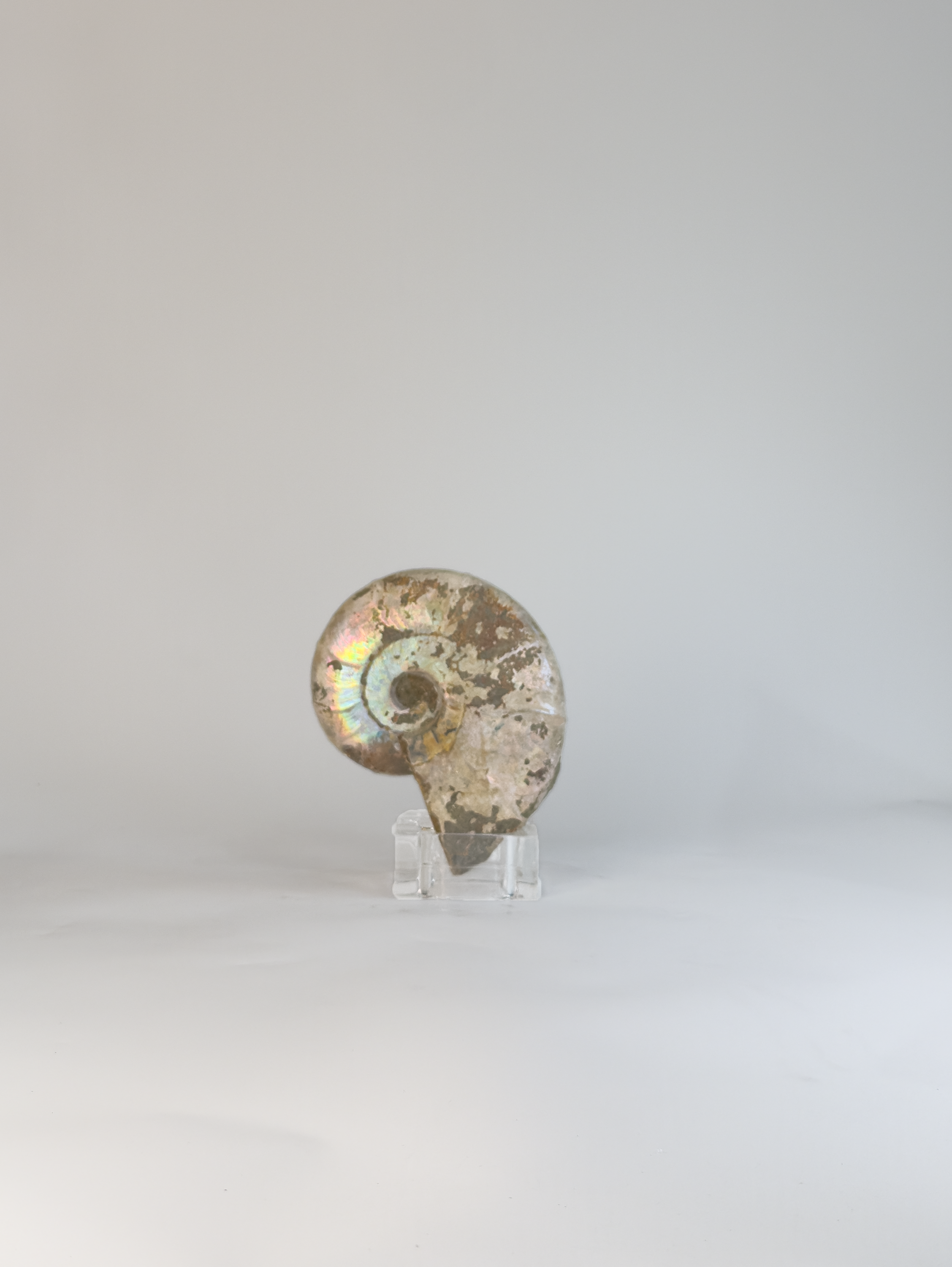 Rainbow Ammonites
