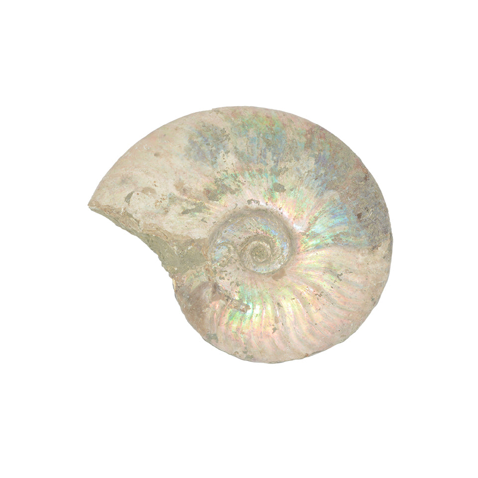 Ammonite Opalized Fossil