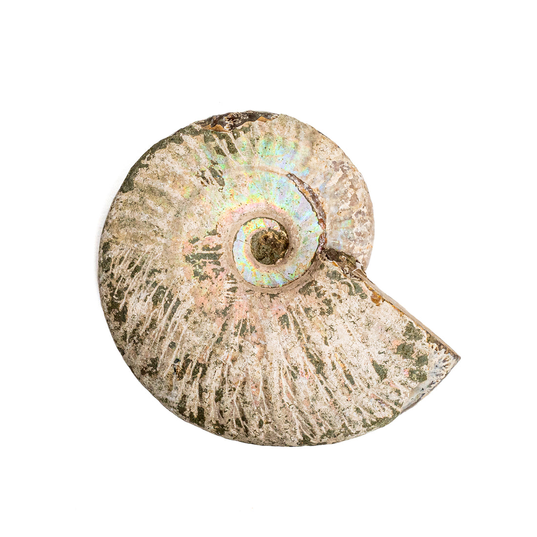 Ammonite Opalized Fossil