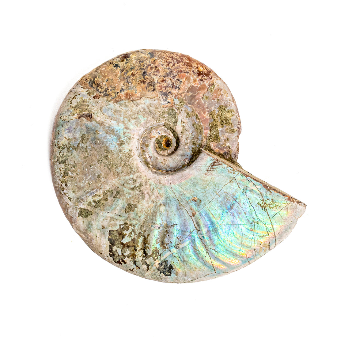 Ammonite Opalized Fossil