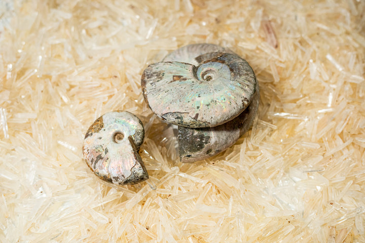 Ammonite Opalized Fossil