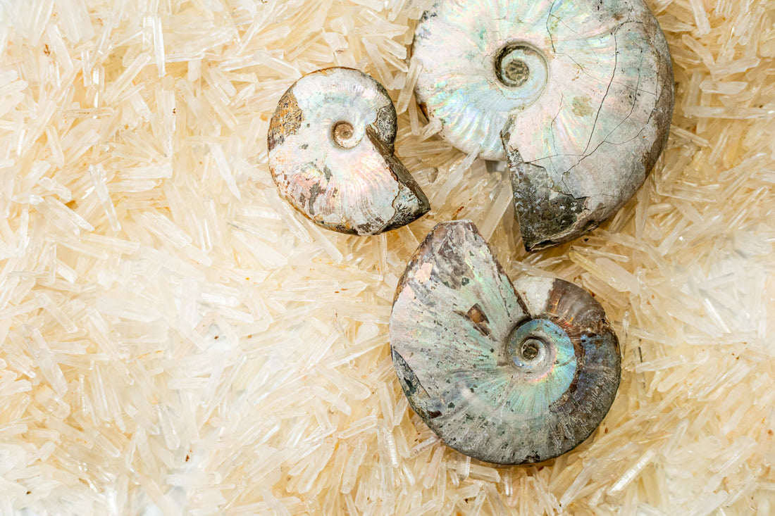 Ammonite Opalized Fossil