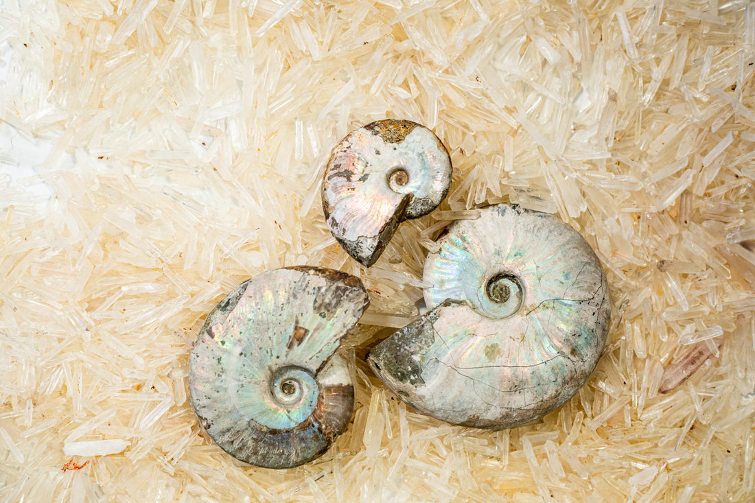 Ammonite Opalized Fossil